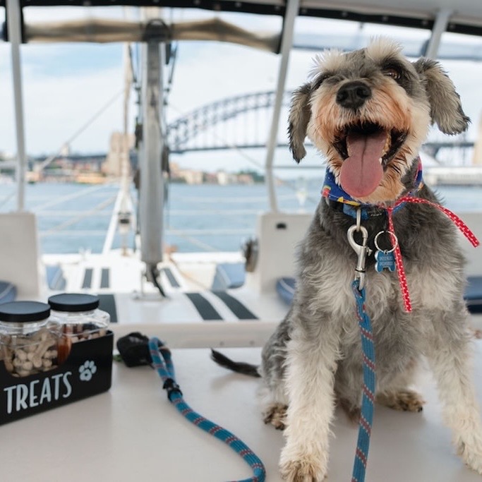 Dog Harbour Cruise - Sydney Harbour